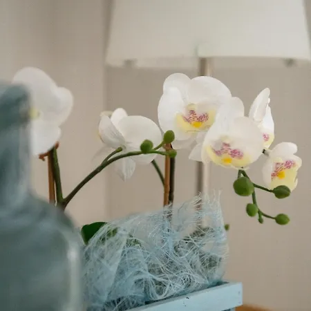 Eliseo リッチョーネ